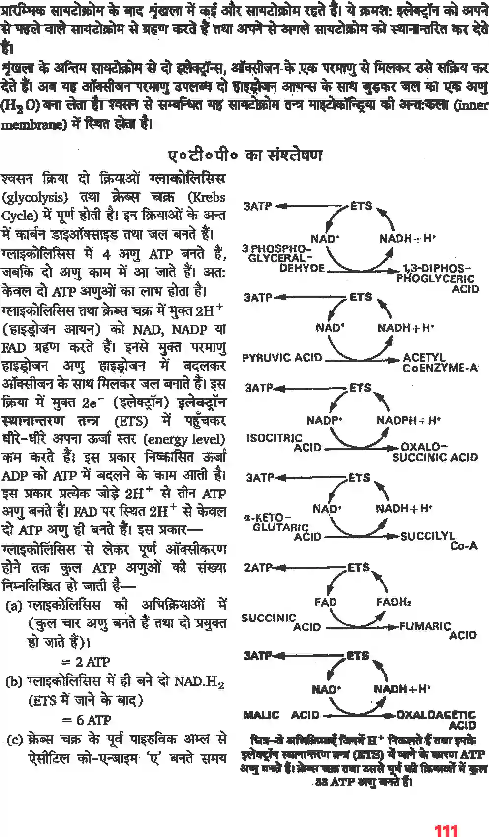 NCERT-Solution-Class-11-जीव-विज्ञान-पादप-में-स्वशन-4661-page-5