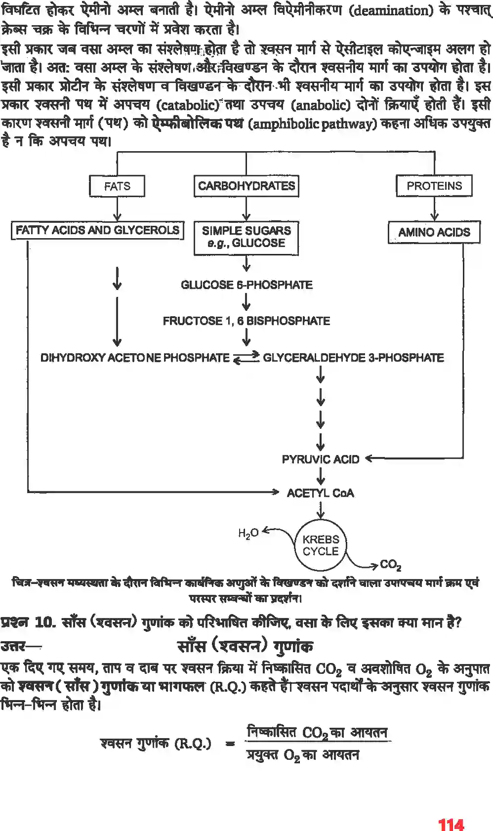 NCERT-Solution-Class-11-जीव-विज्ञान-पादप-में-स्वशन-4661-page-8