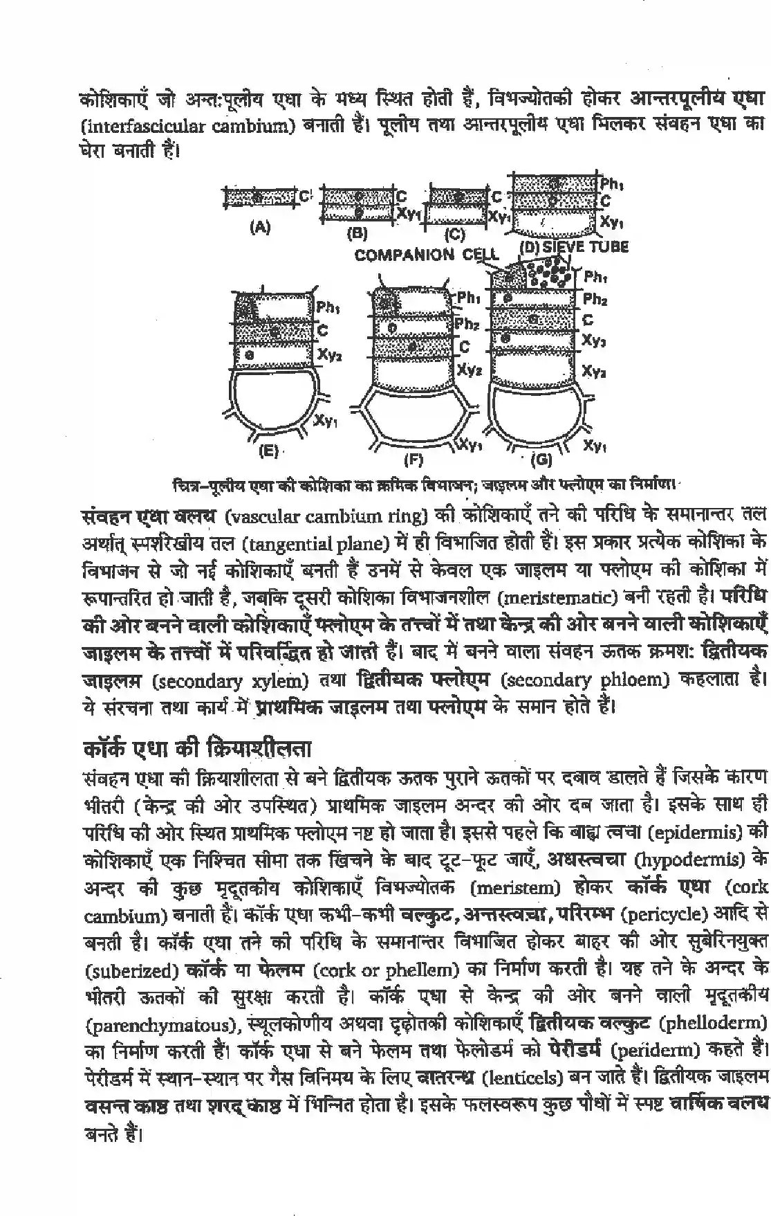 NCERT-Solution-Class-11-जीव-विज्ञान-पुष्पी-पादपों-का-शारीर-4653-page-2