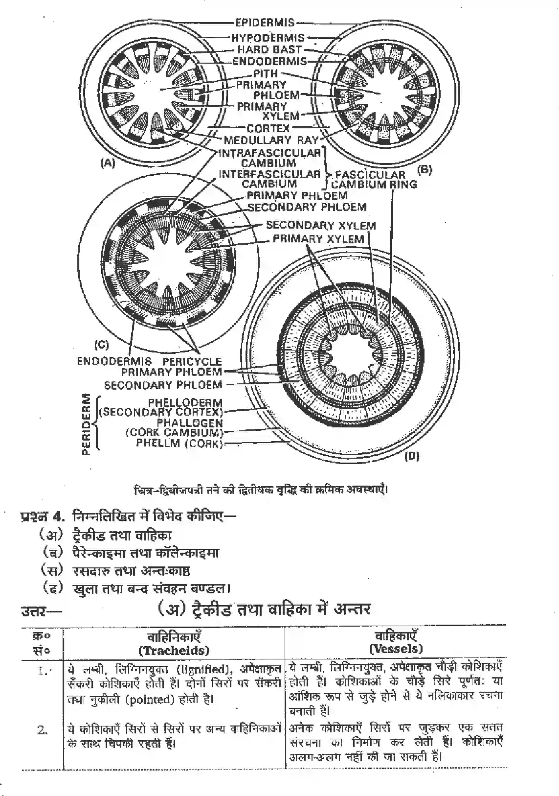 NCERT-Solution-Class-11-जीव-विज्ञान-पुष्पी-पादपों-का-शारीर-4653-page-3