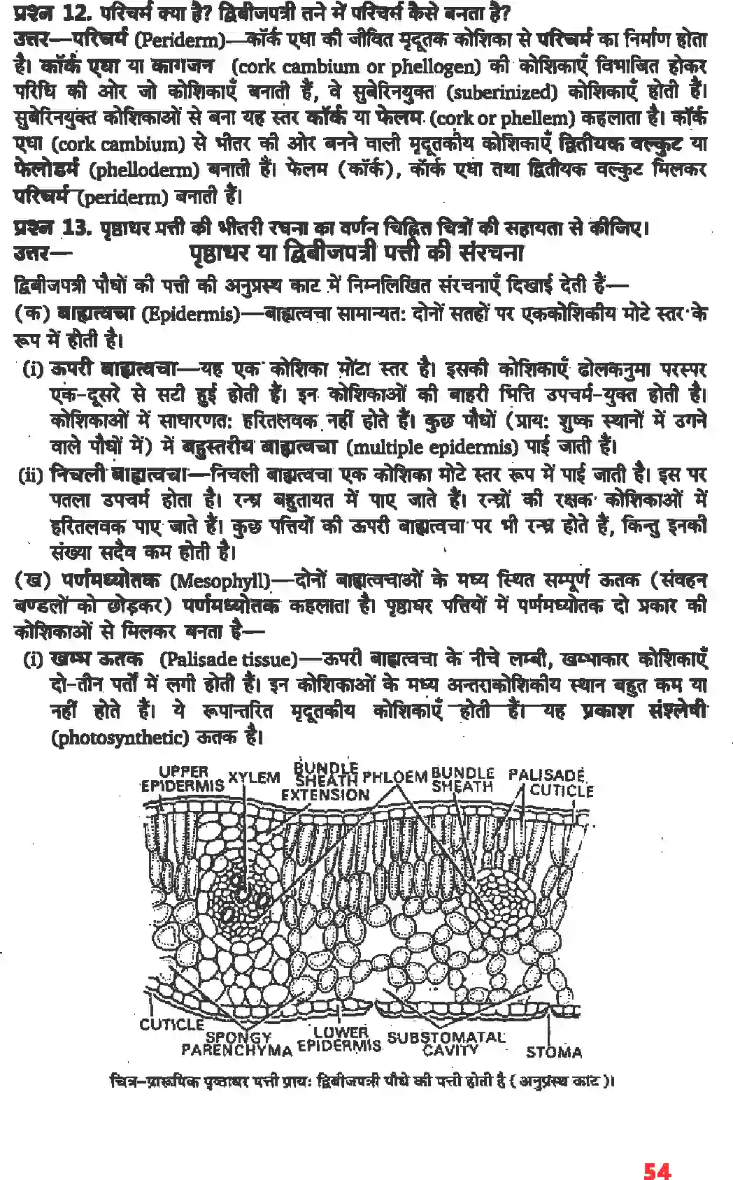 NCERT-Solution-Class-11-जीव-विज्ञान-पुष्पी-पादपों-का-शारीर-4653-page-8