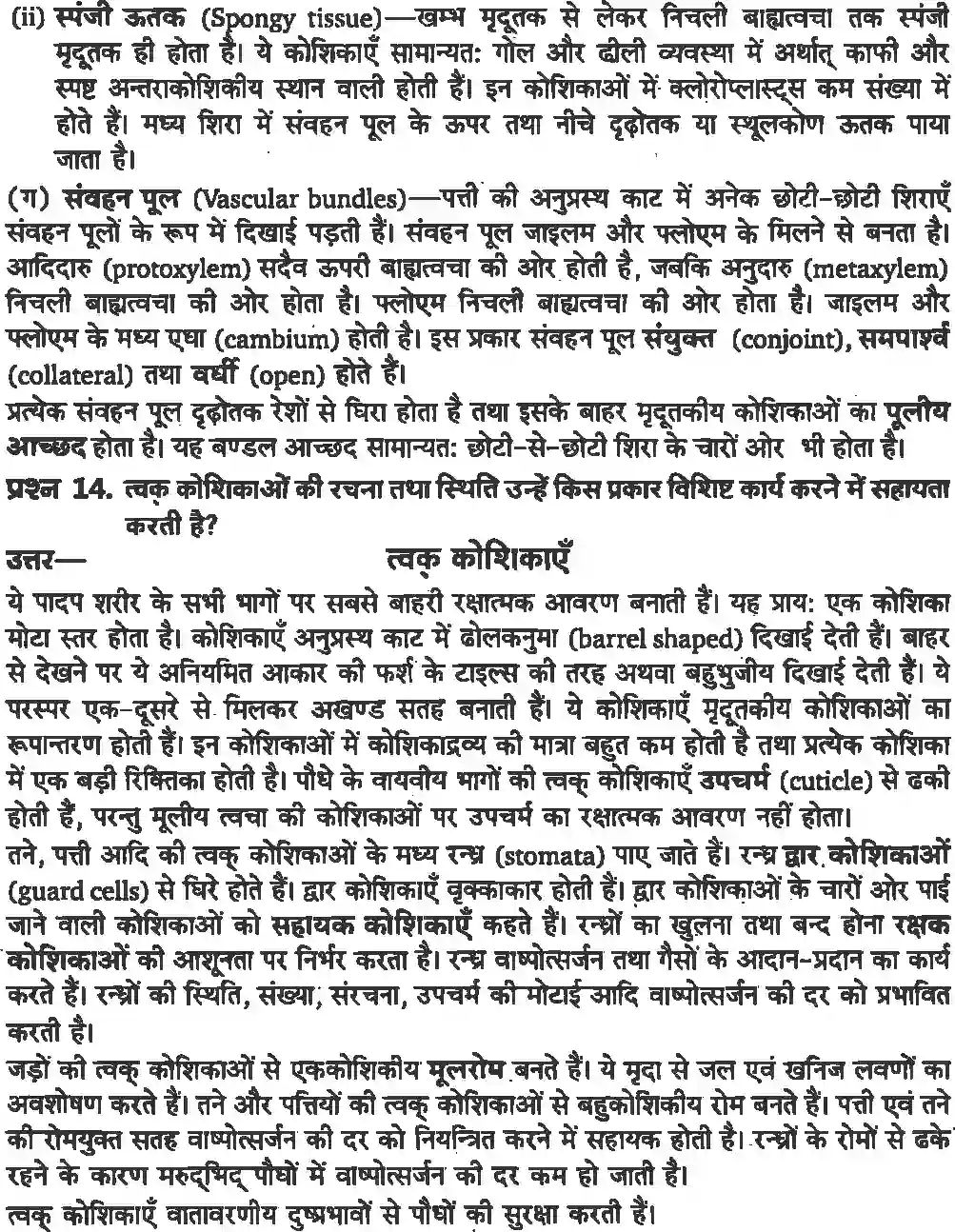 NCERT-Solution-Class-11-जीव-विज्ञान-पुष्पी-पादपों-का-शारीर-4653-page-9