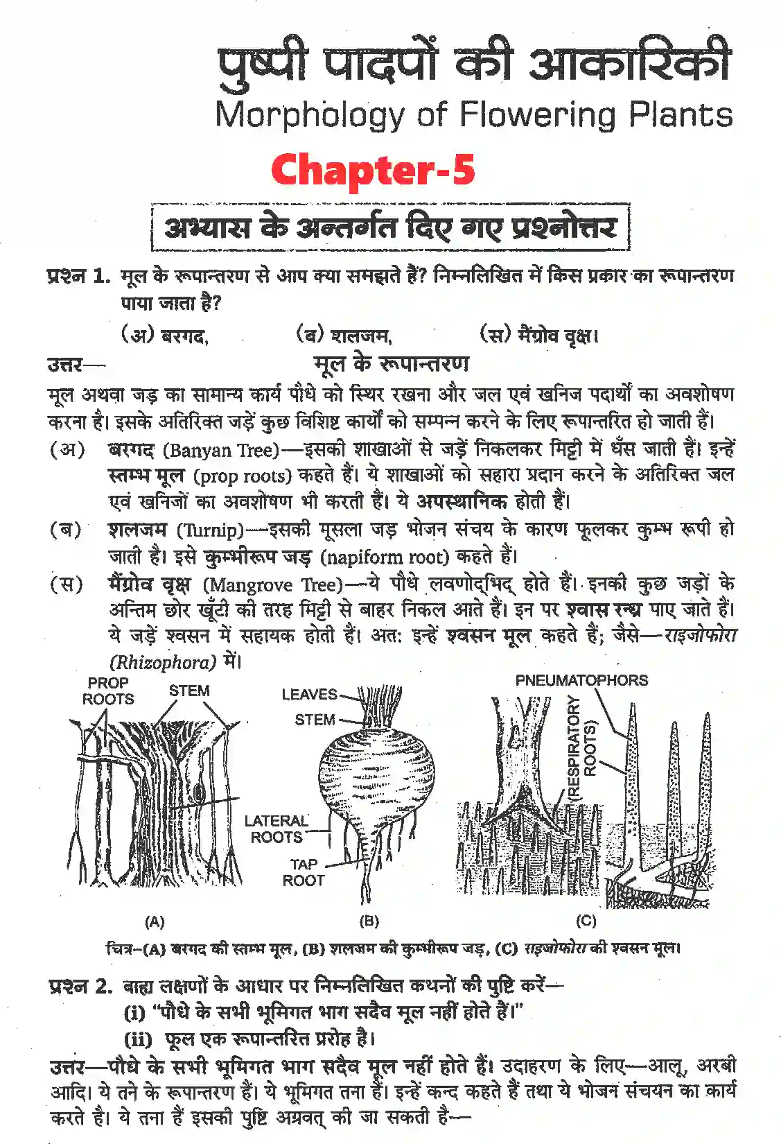 NCERT-Solution-Class-11-जीव-विज्ञान-पुष्पी-पादपों-की-आकारिकी-4652-page-1
