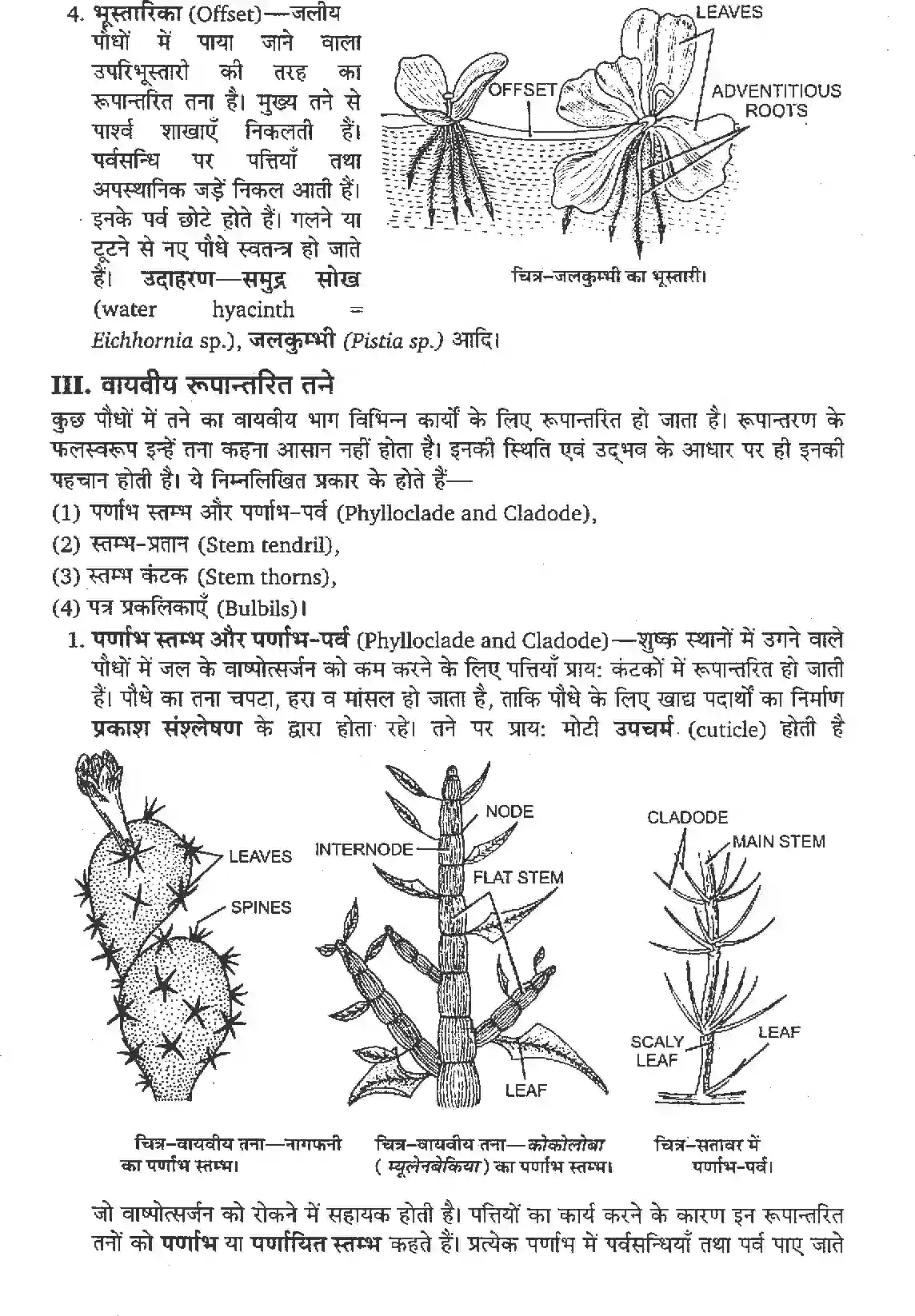 NCERT-Solution-Class-11-जीव-विज्ञान-पुष्पी-पादपों-की-आकारिकी-4652-page-10