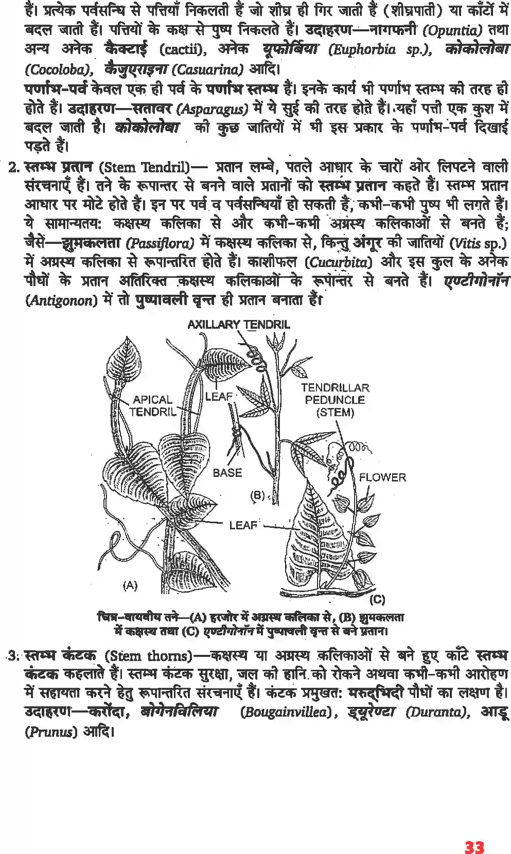 NCERT-Solution-Class-11-जीव-विज्ञान-पुष्पी-पादपों-की-आकारिकी-4652-page-11