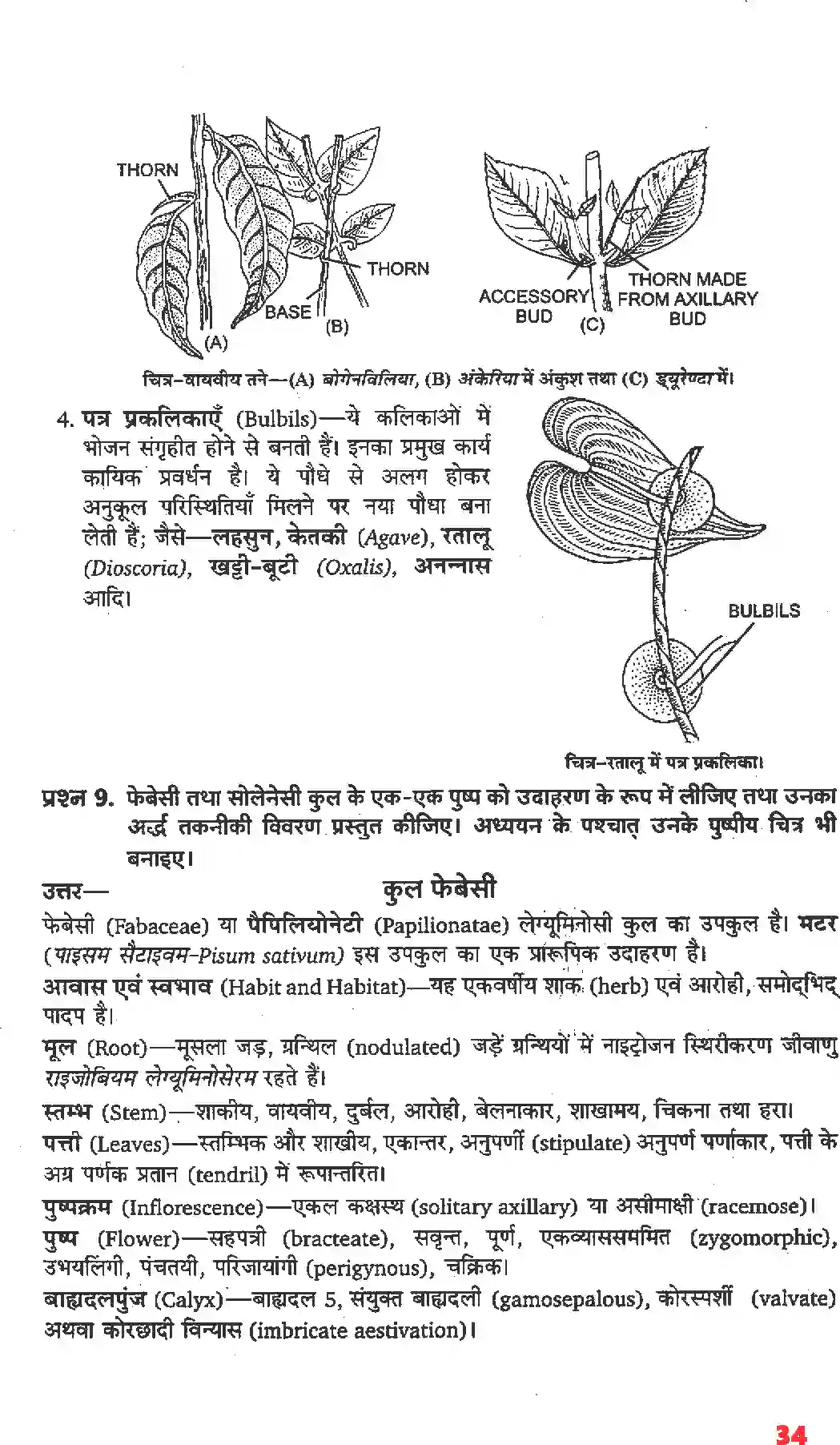 NCERT-Solution-Class-11-जीव-विज्ञान-पुष्पी-पादपों-की-आकारिकी-4652-page-12