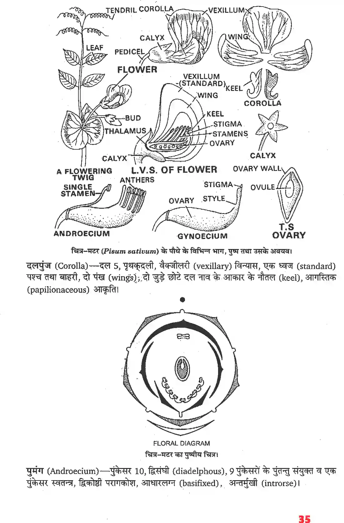 NCERT-Solution-Class-11-जीव-विज्ञान-पुष्पी-पादपों-की-आकारिकी-4652-page-13