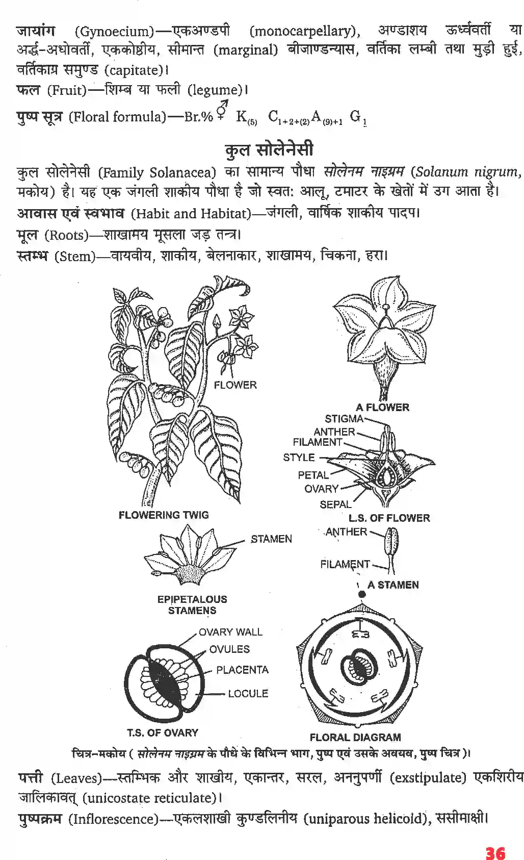 NCERT-Solution-Class-11-जीव-विज्ञान-पुष्पी-पादपों-की-आकारिकी-4652-page-14