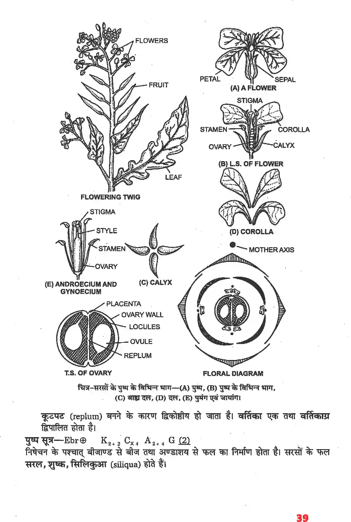 NCERT-Solution-Class-11-जीव-विज्ञान-पुष्पी-पादपों-की-आकारिकी-4652-page-17