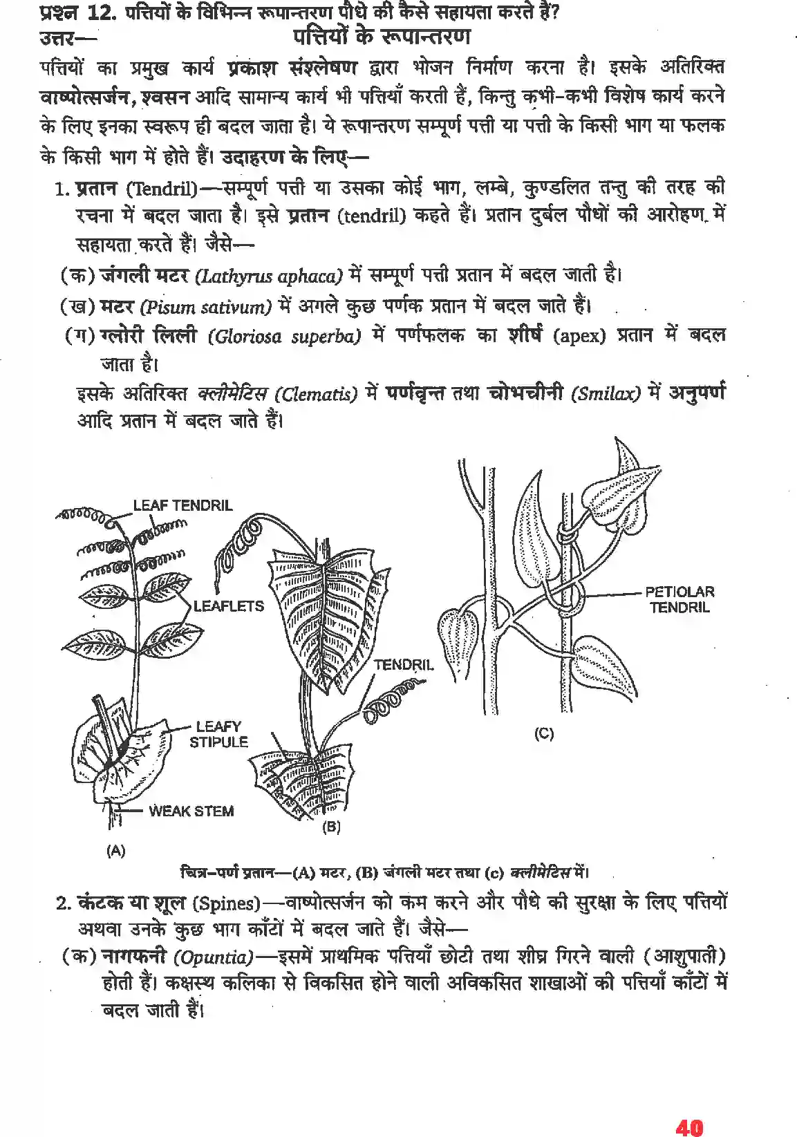 NCERT-Solution-Class-11-जीव-विज्ञान-पुष्पी-पादपों-की-आकारिकी-4652-page-18