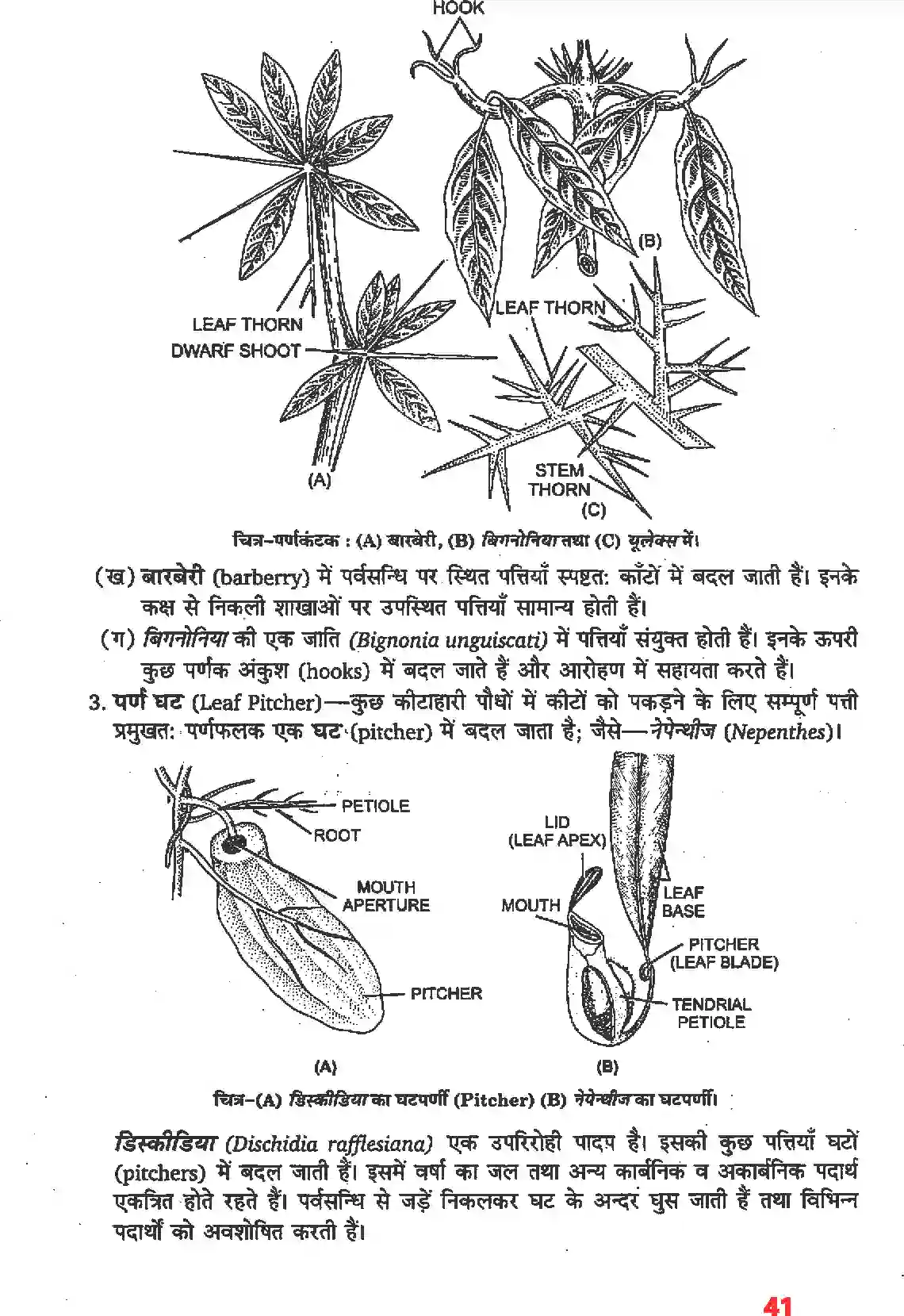 NCERT-Solution-Class-11-जीव-विज्ञान-पुष्पी-पादपों-की-आकारिकी-4652-page-19