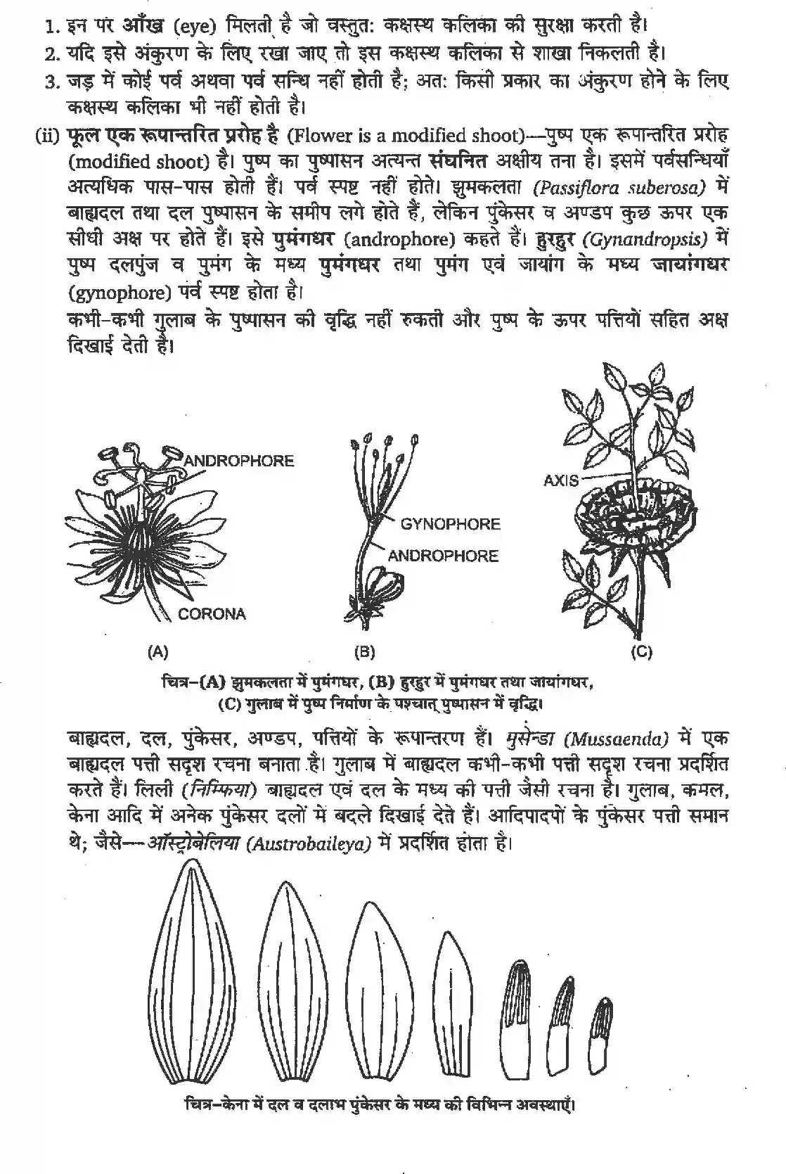 NCERT-Solution-Class-11-जीव-विज्ञान-पुष्पी-पादपों-की-आकारिकी-4652-page-2