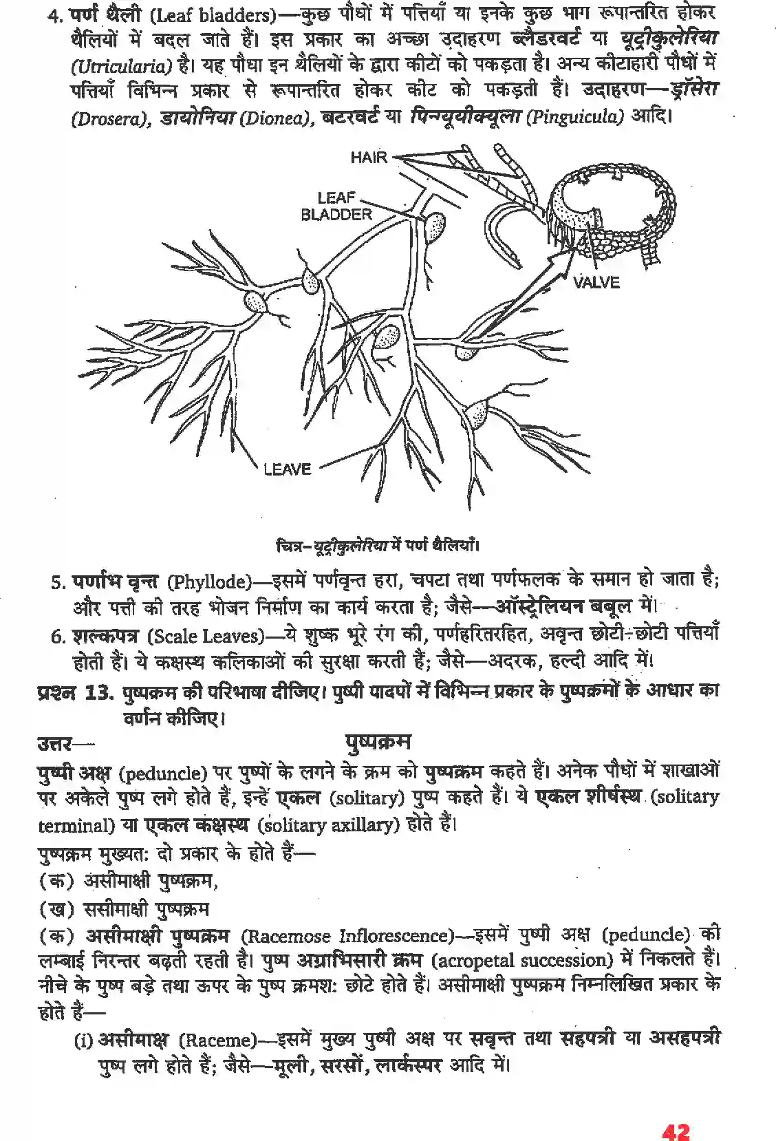 NCERT-Solution-Class-11-जीव-विज्ञान-पुष्पी-पादपों-की-आकारिकी-4652-page-20