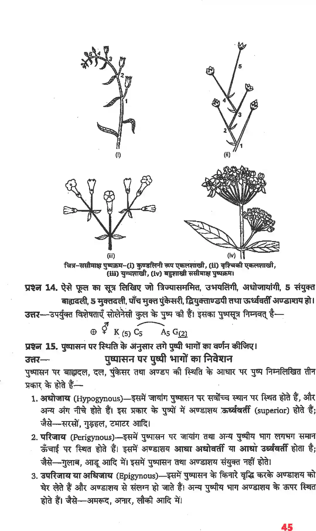NCERT-Solution-Class-11-जीव-विज्ञान-पुष्पी-पादपों-की-आकारिकी-4652-page-23