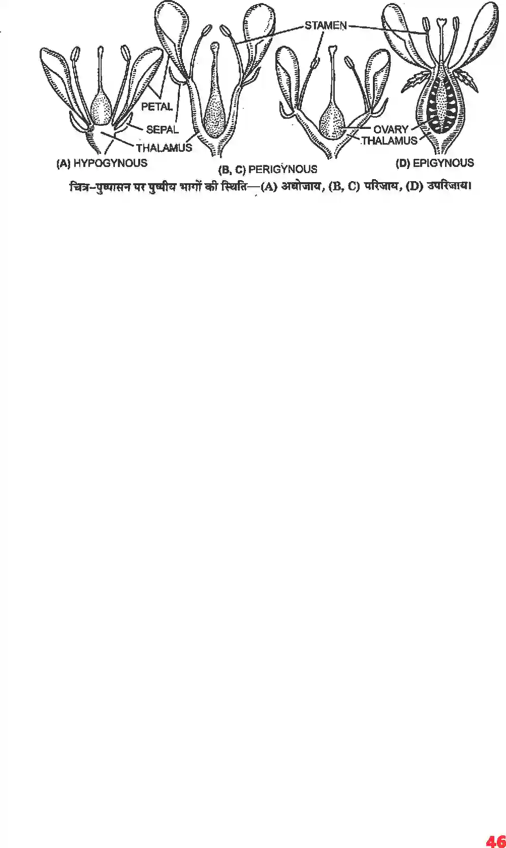 NCERT-Solution-Class-11-जीव-विज्ञान-पुष्पी-पादपों-की-आकारिकी-4652-page-24