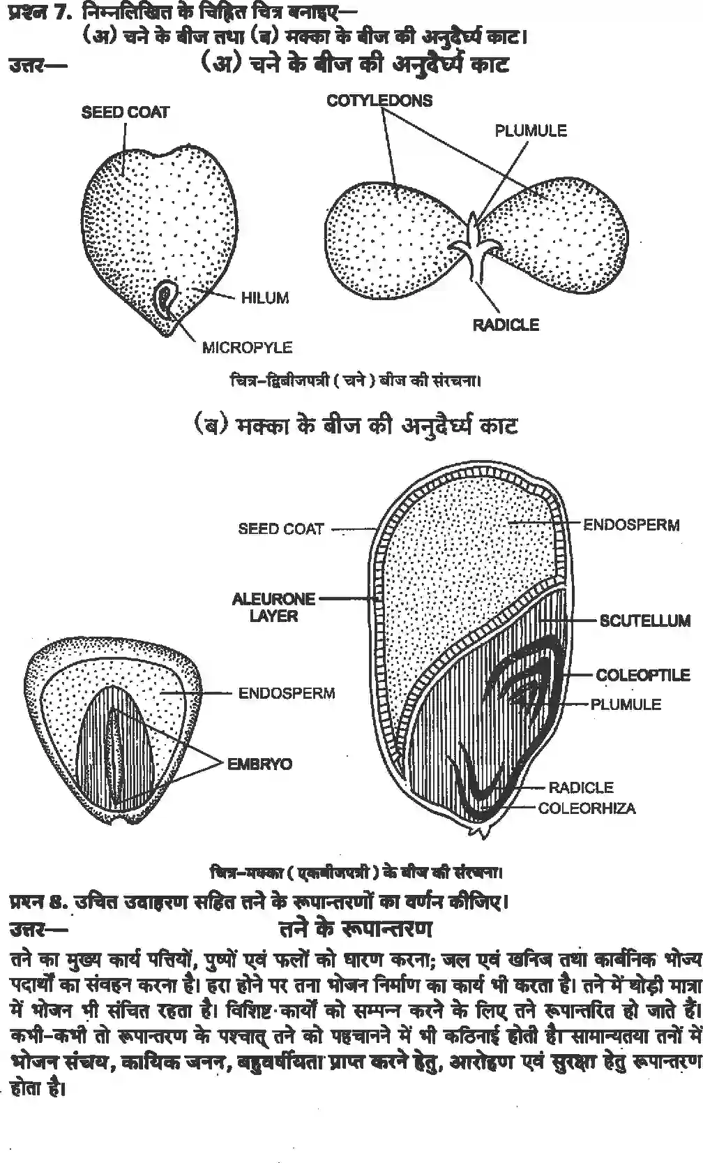 NCERT-Solution-Class-11-जीव-विज्ञान-पुष्पी-पादपों-की-आकारिकी-4652-page-6