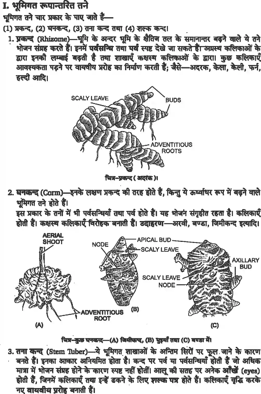 NCERT-Solution-Class-11-जीव-विज्ञान-पुष्पी-पादपों-की-आकारिकी-4652-page-7