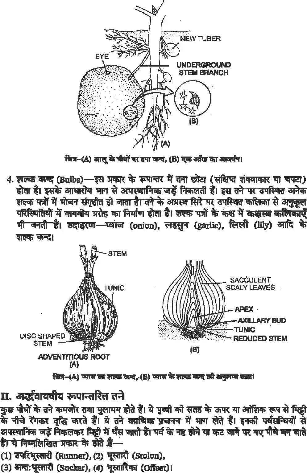 NCERT-Solution-Class-11-जीव-विज्ञान-पुष्पी-पादपों-की-आकारिकी-4652-page-8