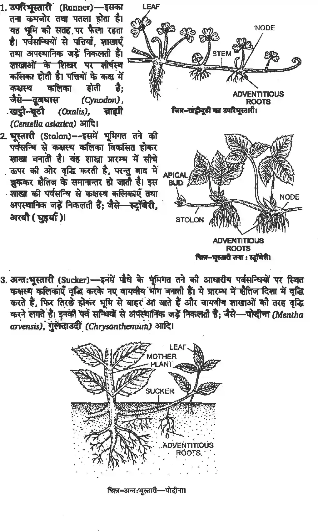 NCERT-Solution-Class-11-जीव-विज्ञान-पुष्पी-पादपों-की-आकारिकी-4652-page-9