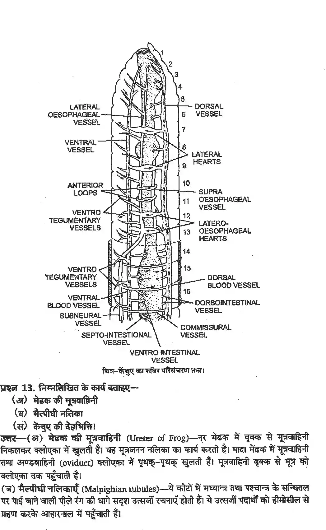 NCERT-Solution-Class-11-जीव-विज्ञान-प्राणियों-में-संरचनात्मक-संगठन-4654-page-11
