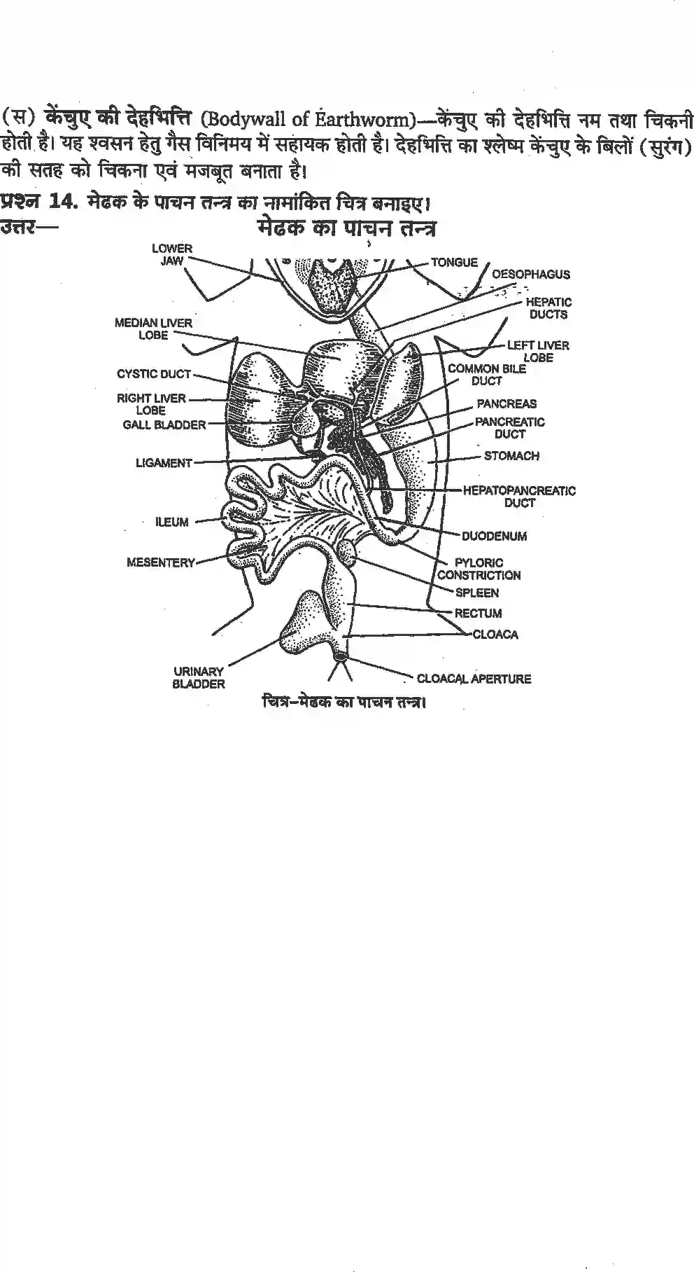 NCERT-Solution-Class-11-जीव-विज्ञान-प्राणियों-में-संरचनात्मक-संगठन-4654-page-12