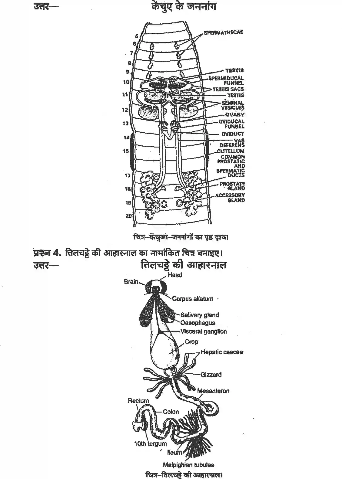 NCERT-Solution-Class-11-जीव-विज्ञान-प्राणियों-में-संरचनात्मक-संगठन-4654-page-2