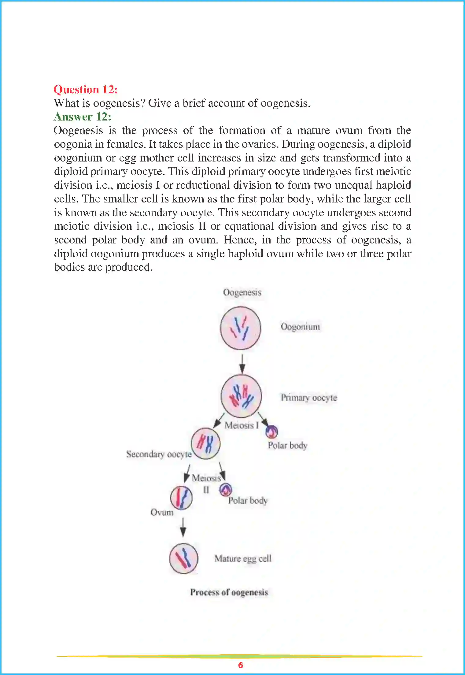 NCERT-Solution-Class-12-Biology-Chapter-3-Human-Reproduction-2248-page-6