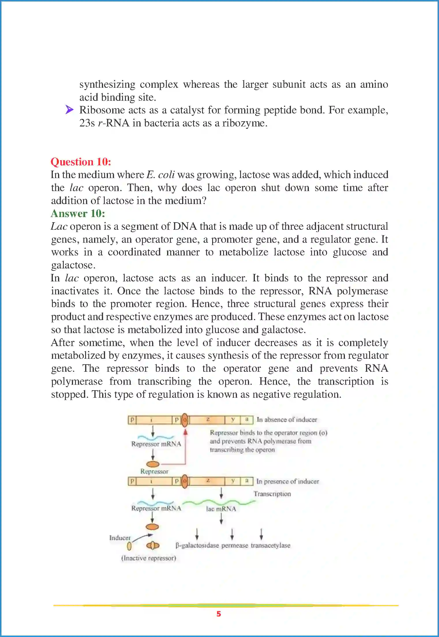 NCERT-Solution-Class-12-Biology-Chapter-6-Molecular-Basis-of-Inheritance-2251-page-5