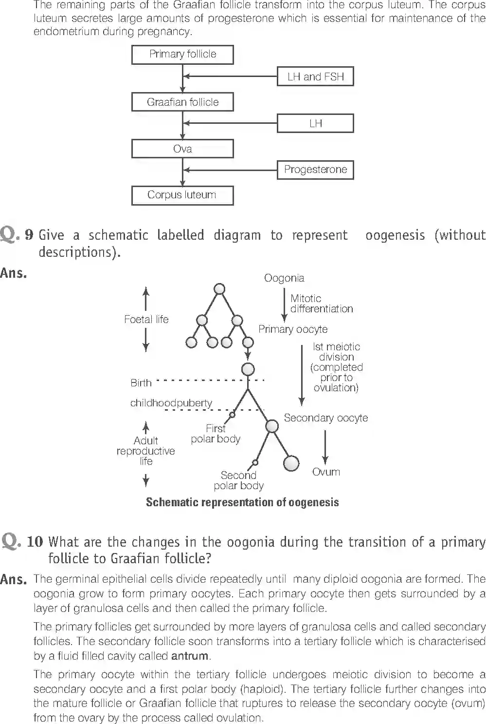 NCERT-Solution-Class-12-Biology-Exemplar-Human-Reproduction-319-page-14