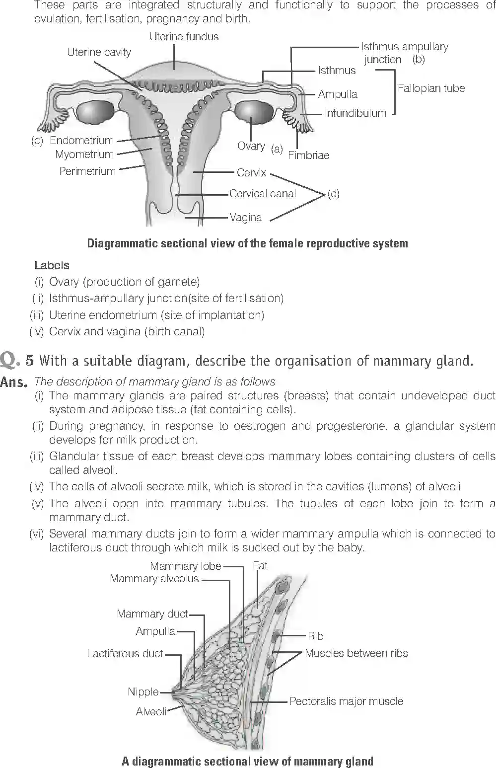 NCERT-Solution-Class-12-Biology-Exemplar-Human-Reproduction-319-page-18
