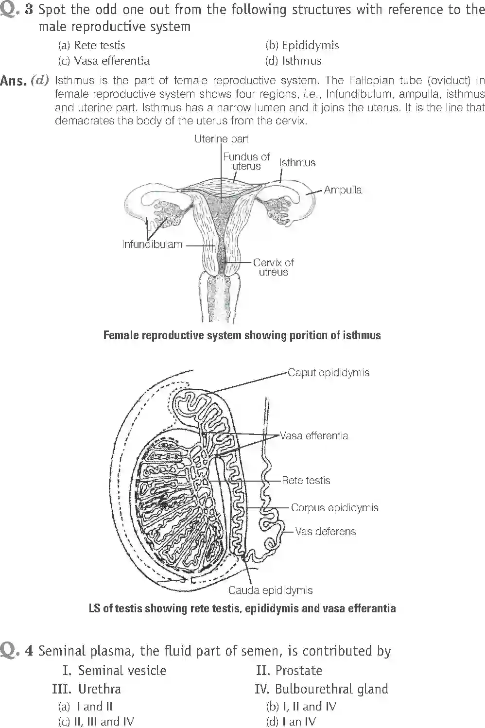 NCERT-Solution-Class-12-Biology-Exemplar-Human-Reproduction-319-page-2