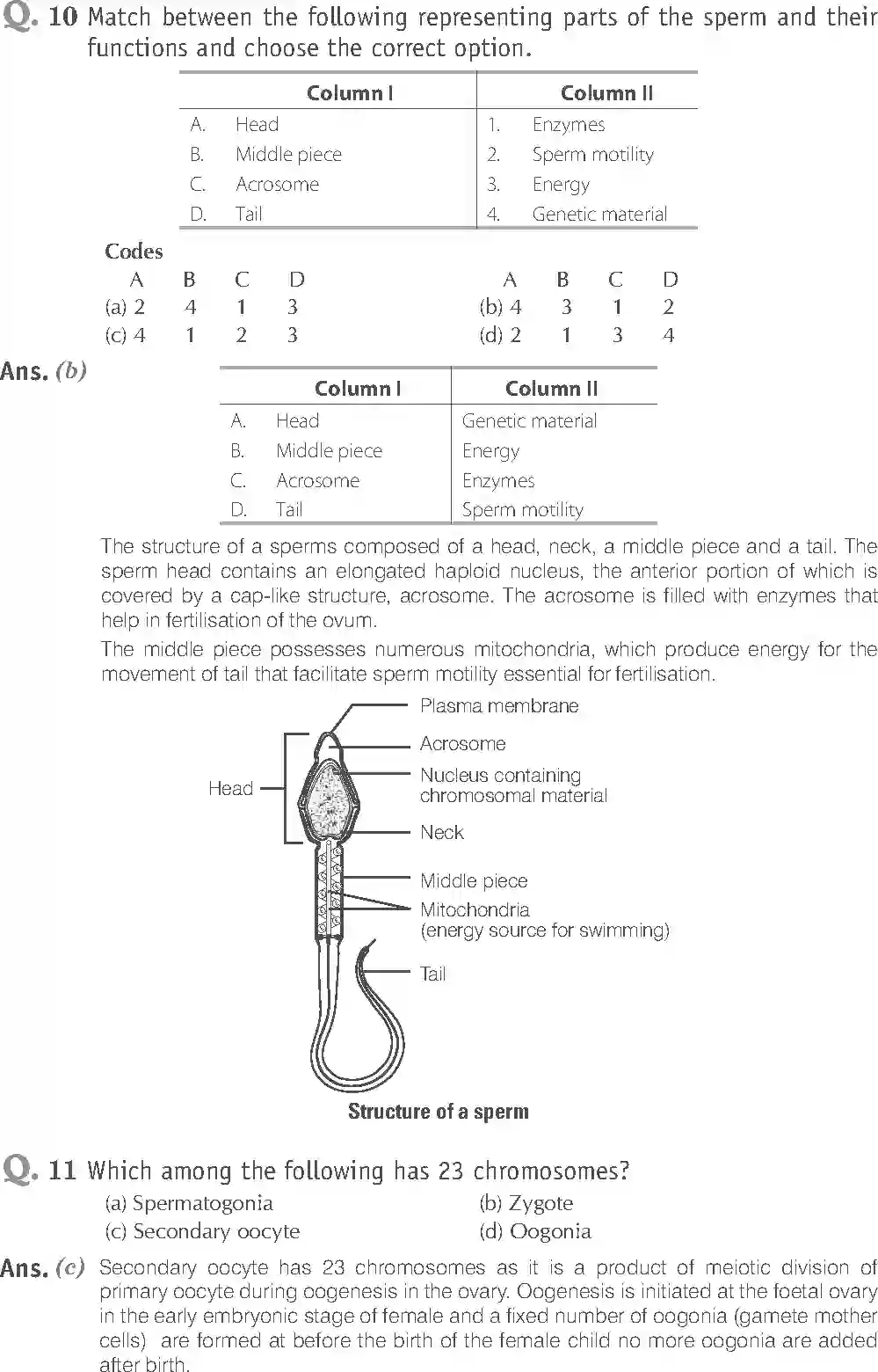 NCERT-Solution-Class-12-Biology-Exemplar-Human-Reproduction-319-page-5