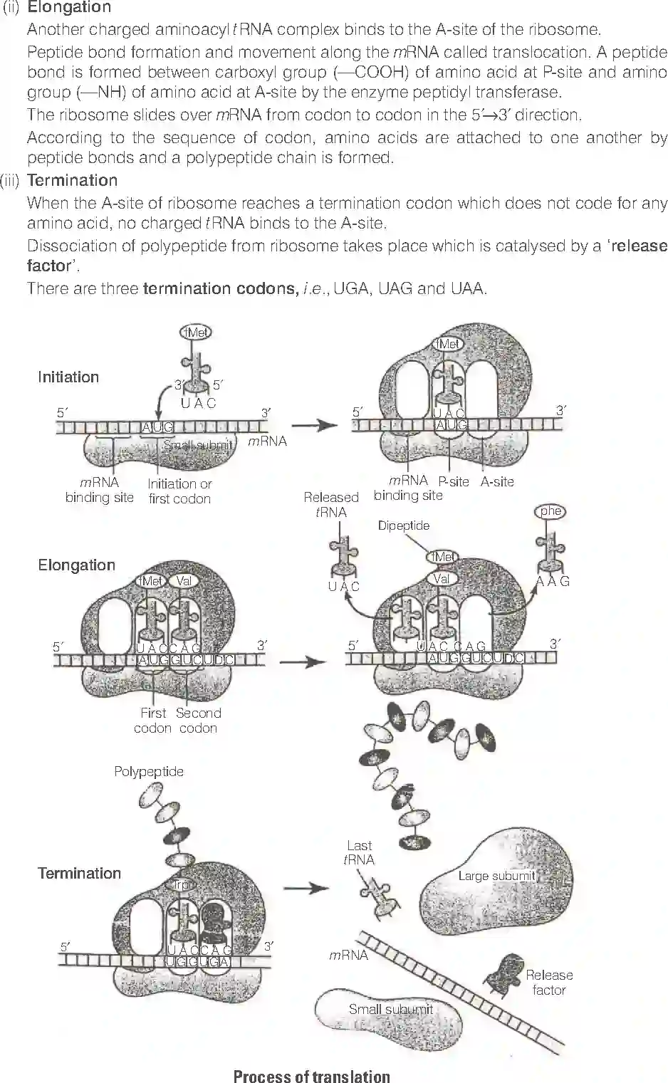 NCERT-Solution-Class-12-Biology-Exemplar-Molecular-Basis-of-Inheritance-322-page-20