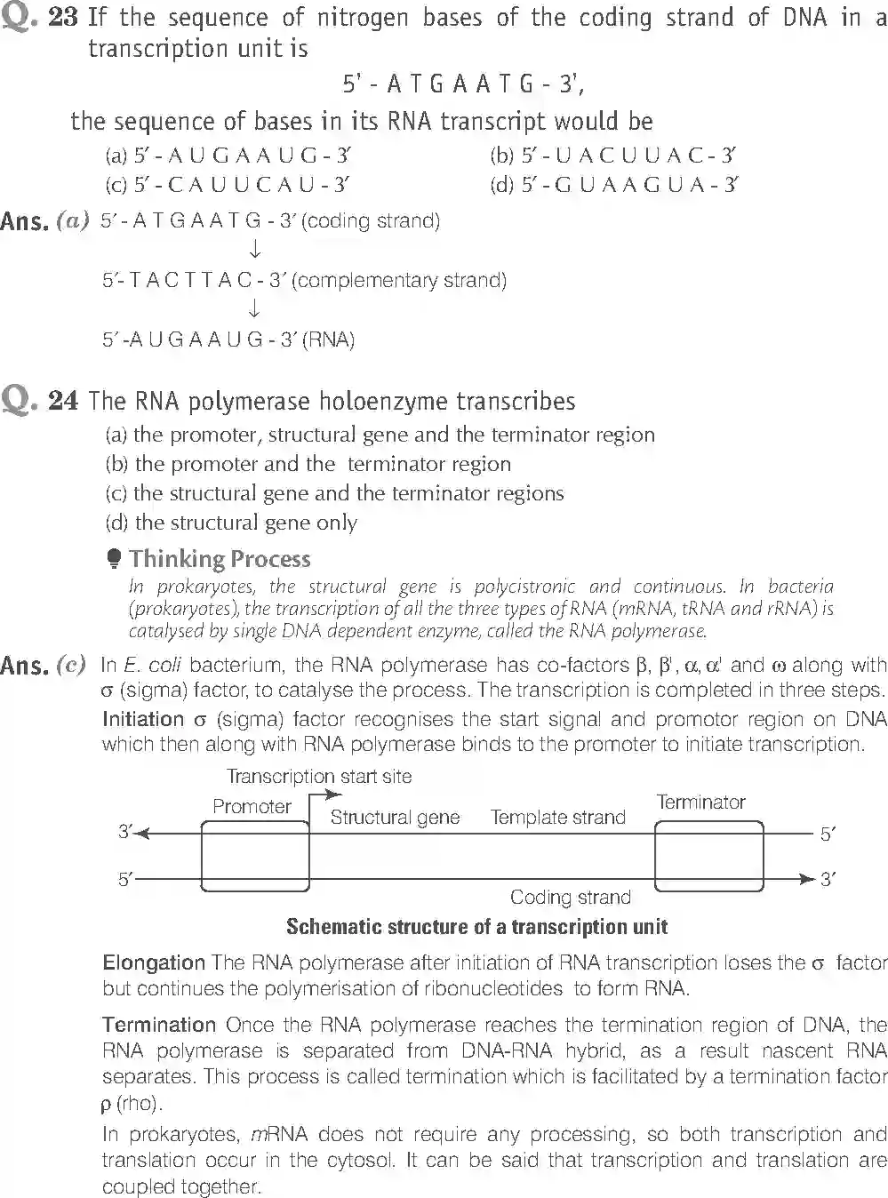 NCERT-Solution-Class-12-Biology-Exemplar-Molecular-Basis-of-Inheritance-322-page-7