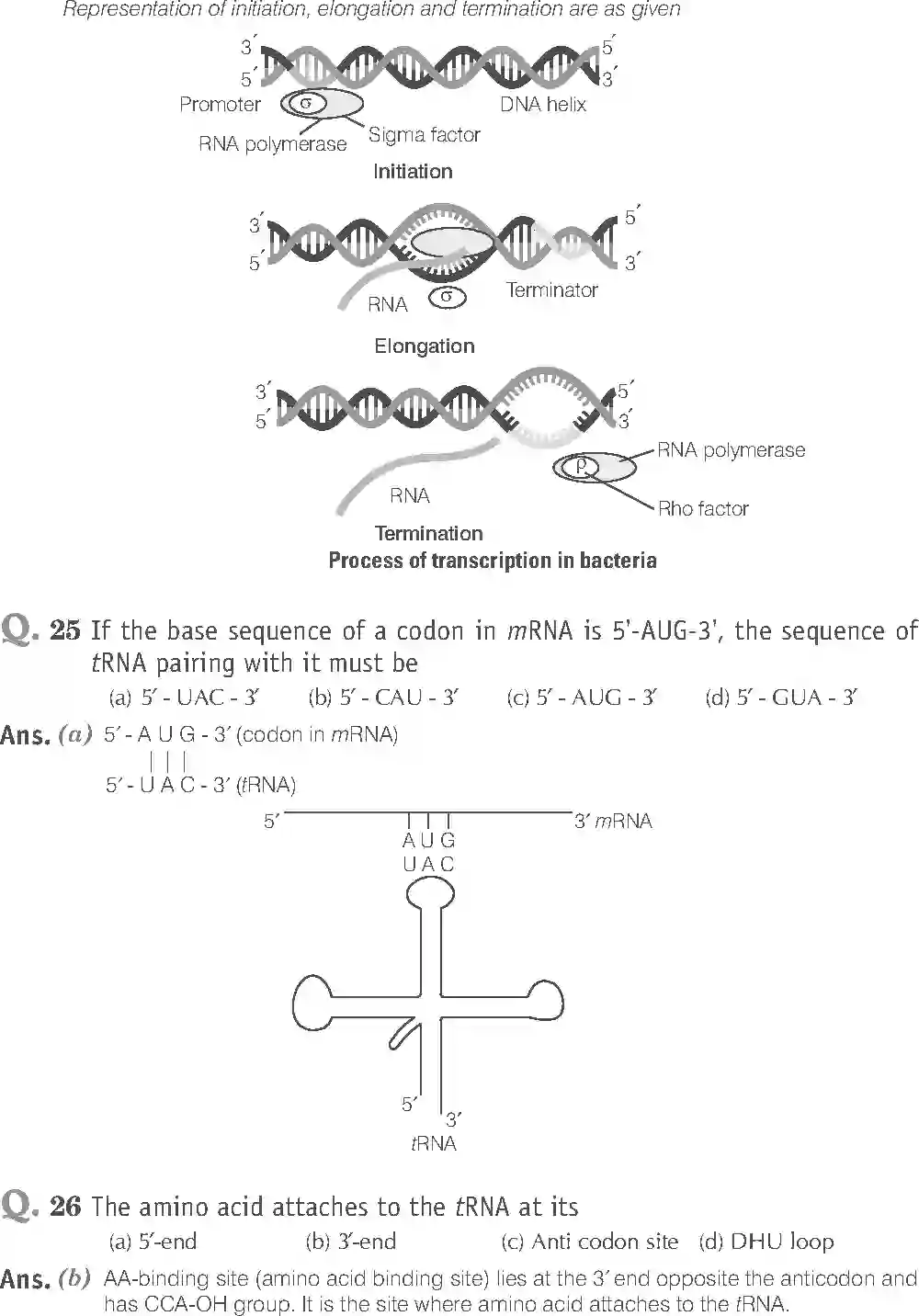 NCERT-Solution-Class-12-Biology-Exemplar-Molecular-Basis-of-Inheritance-322-page-8