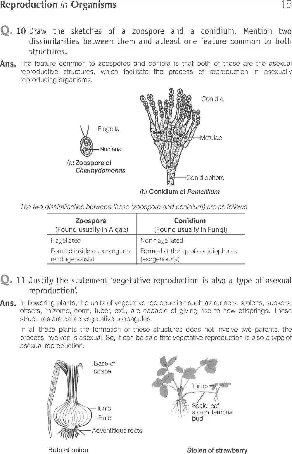 NCERT-Solution-Class-12-Biology-Exemplar-Reproduction-in-Organisms-317-page-15
