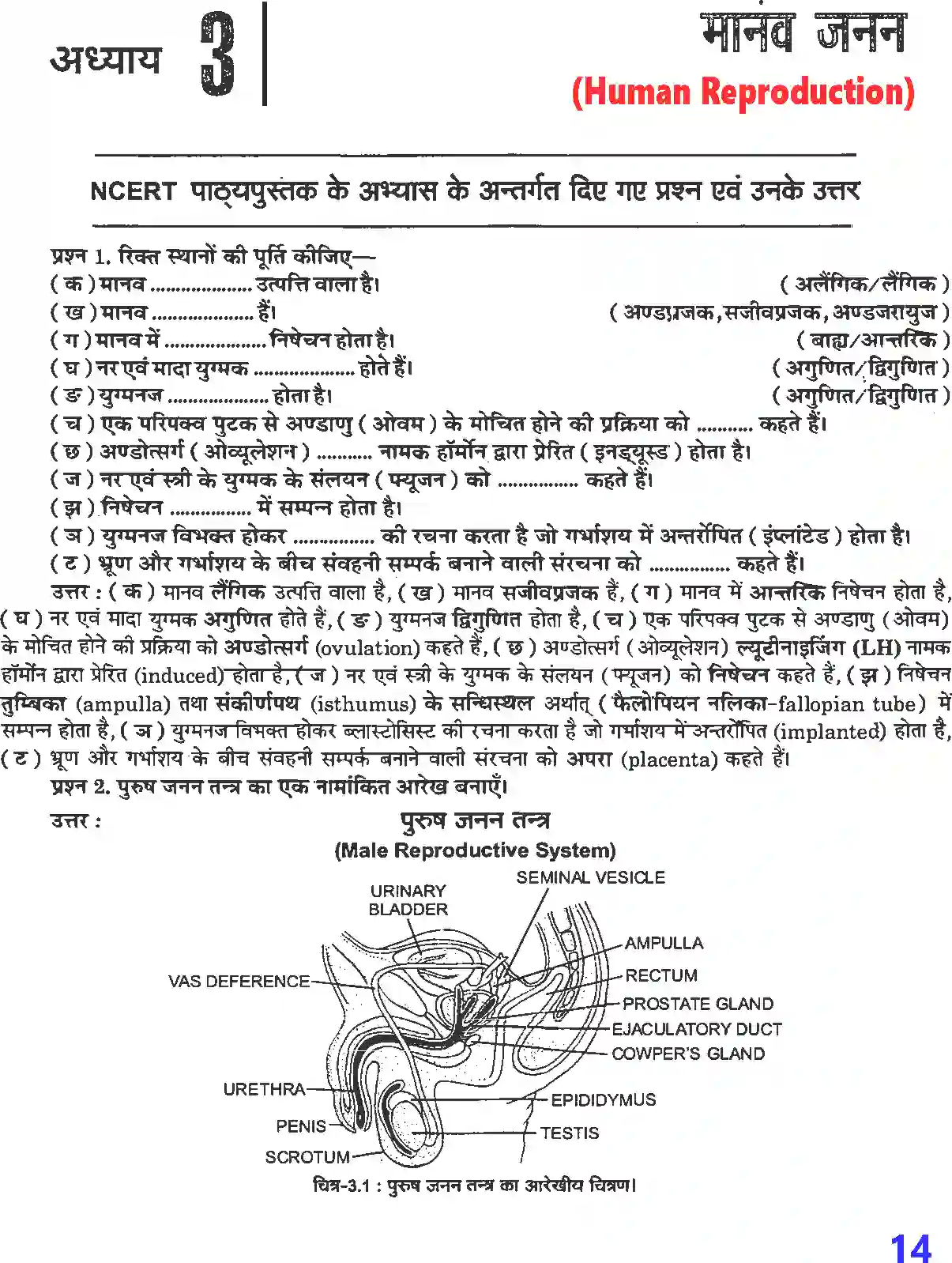 NCERT-Solution-Class-12-जीव-विज्ञान-मानव-जनन-4495-page-1