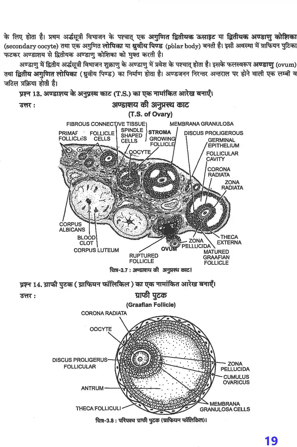 NCERT-Solution-Class-12-जीव-विज्ञान-मानव-जनन-4495-page-6