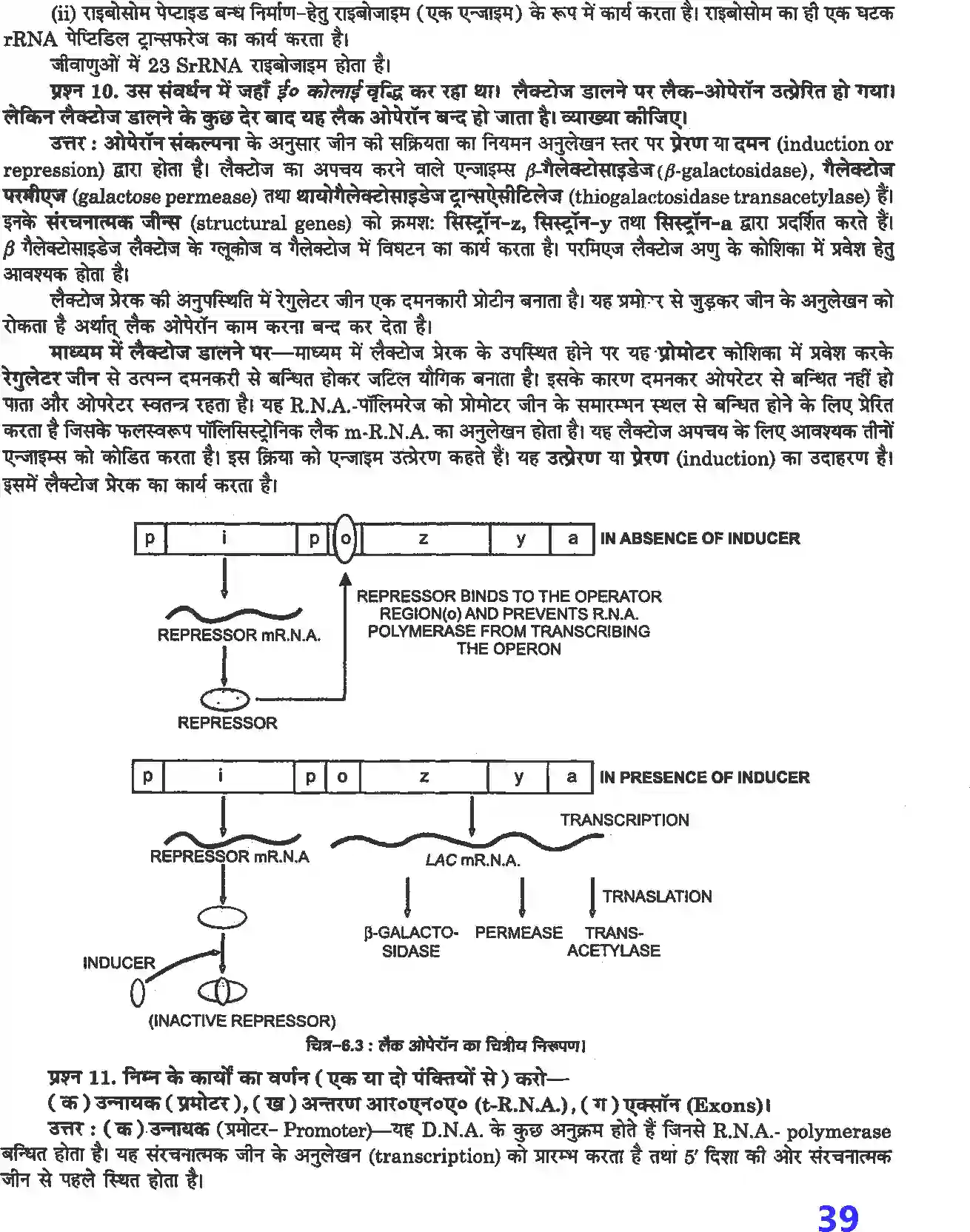 NCERT-Solution-Class-12-जीव-विज्ञान-वंशागति-के-आण्विक-आधार-4498-page-5