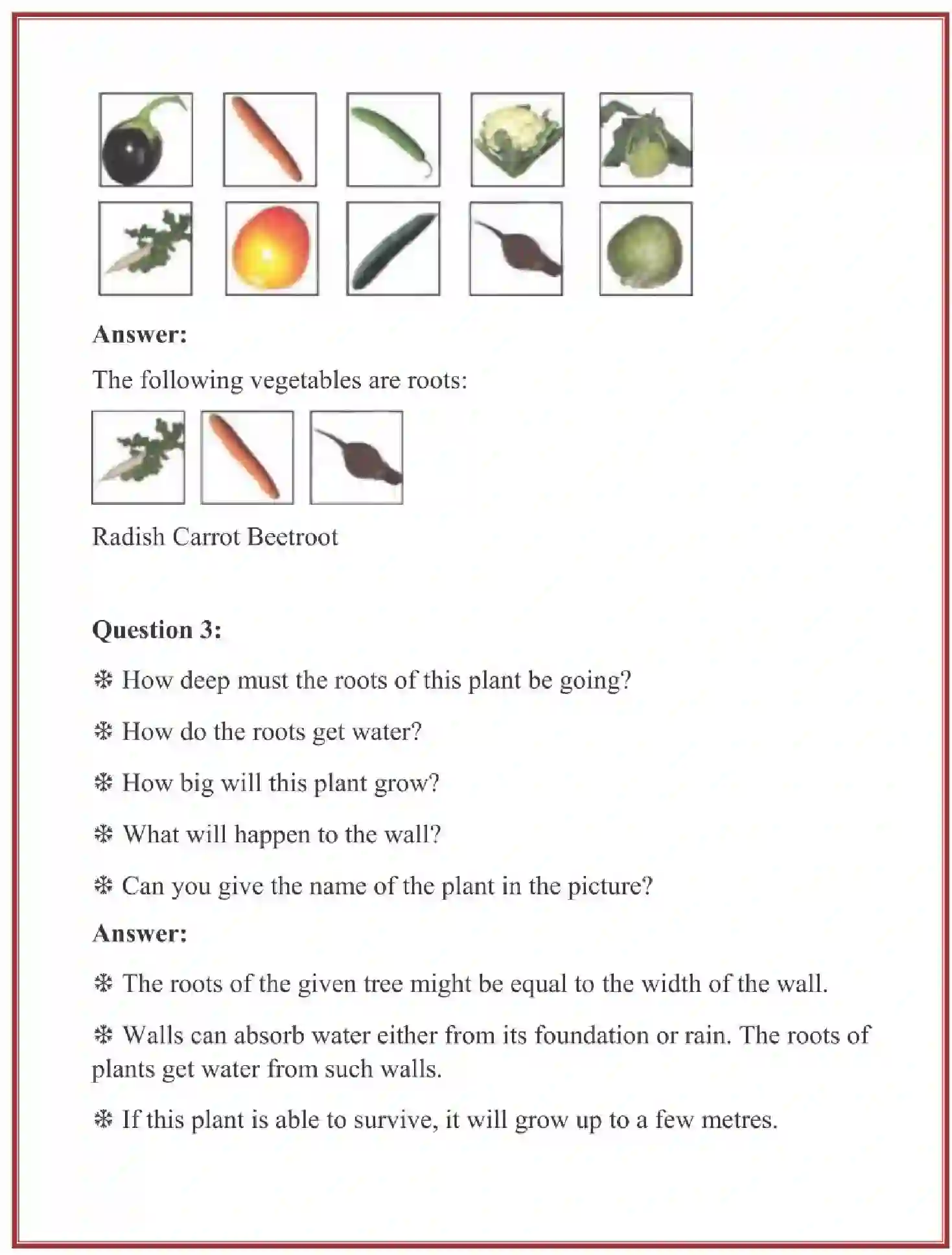 NCERT-Solution-Class-4-Looking-Around-EVS-Chapter-19-Abdul-In-The-Garden-4103-page-4