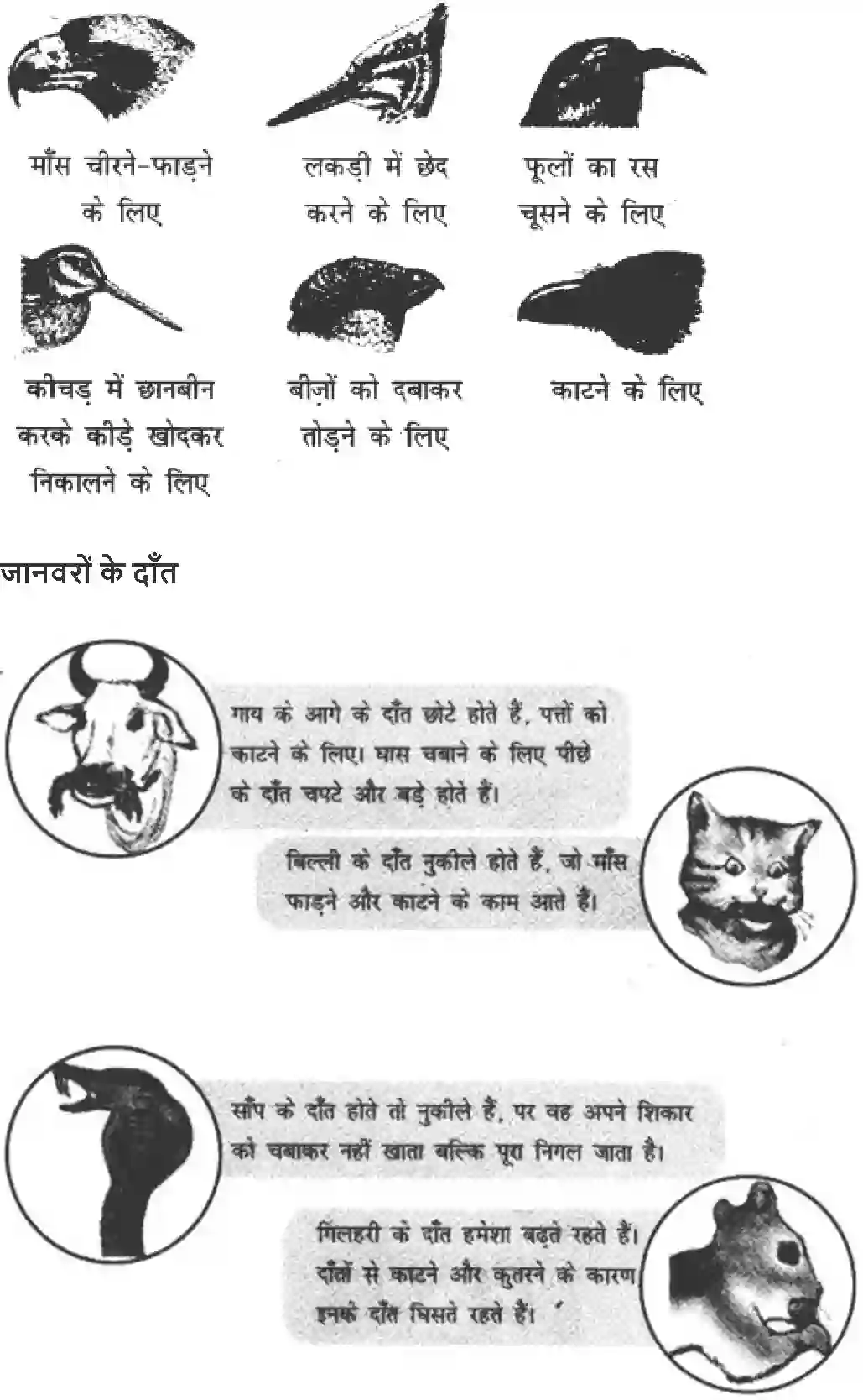 NCERT-Solution-Class-4-Paryavaran-Adhyayan-Aas-Paas-Chapter-16-Chu-Chu-Karti-Aai-Chidhiya-4141-page-7