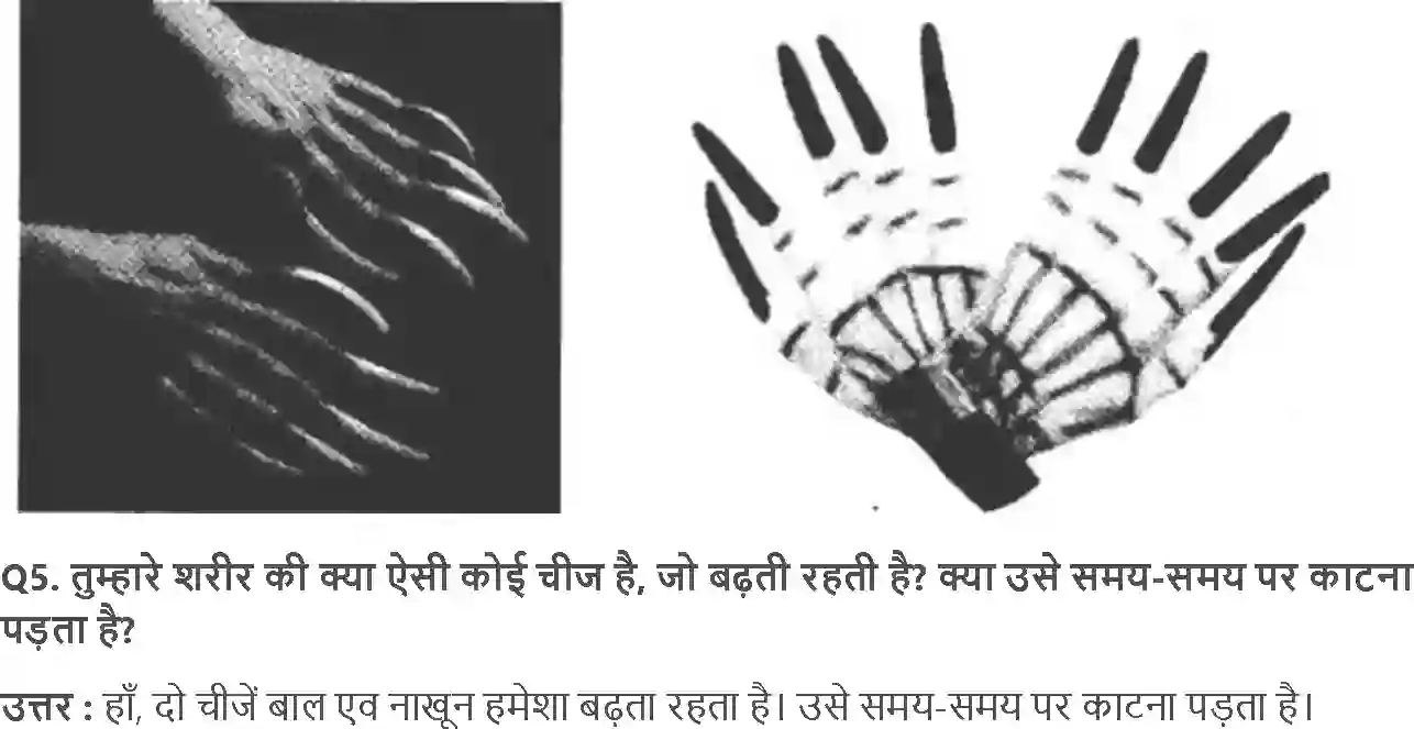 NCERT-Solution-Class-4-आसपास-ज़ड़ों-क़ा-ज़ाल-5476-page-7
