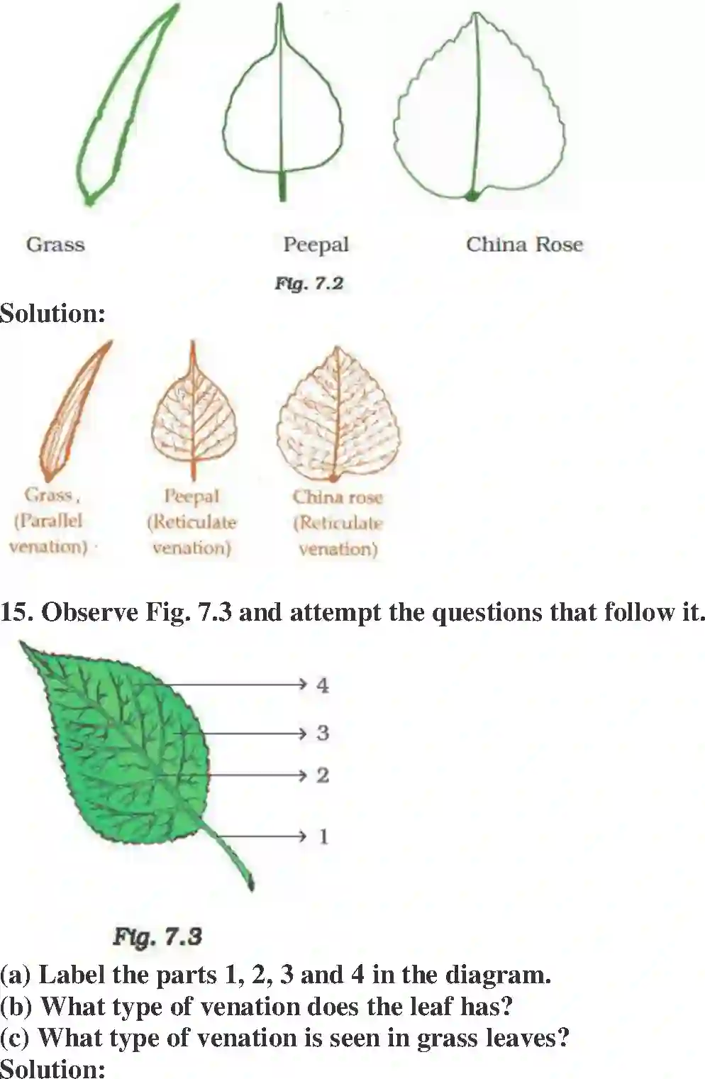 NCERT-Solution-Class-6-Science-Exemplar-Getting-to-Know-Plants-3945-page-6