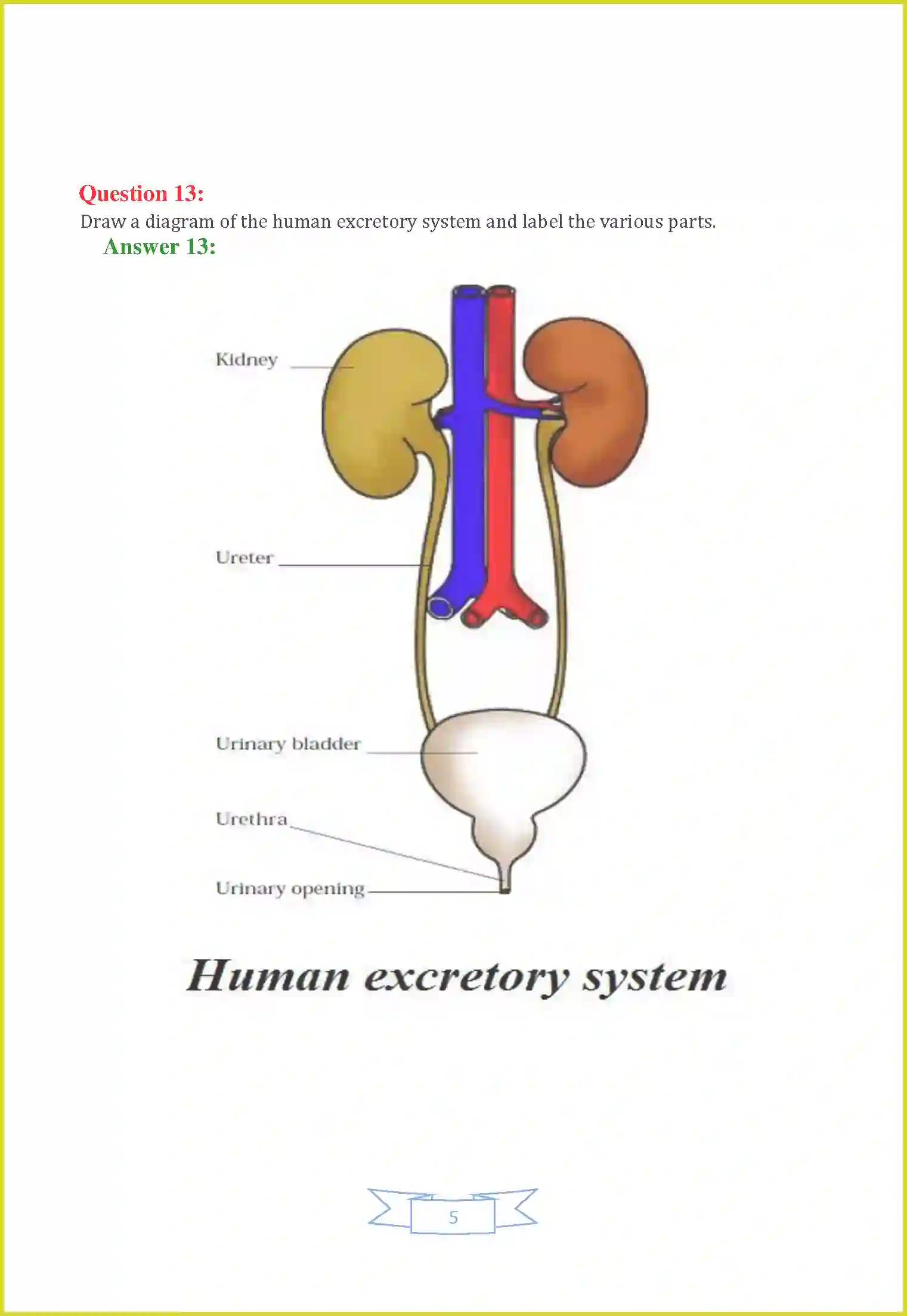 NCERT-Solution-Class-7-Science-Chapter-11-Transportation-in-Animals-and-Plants-1488-page-5