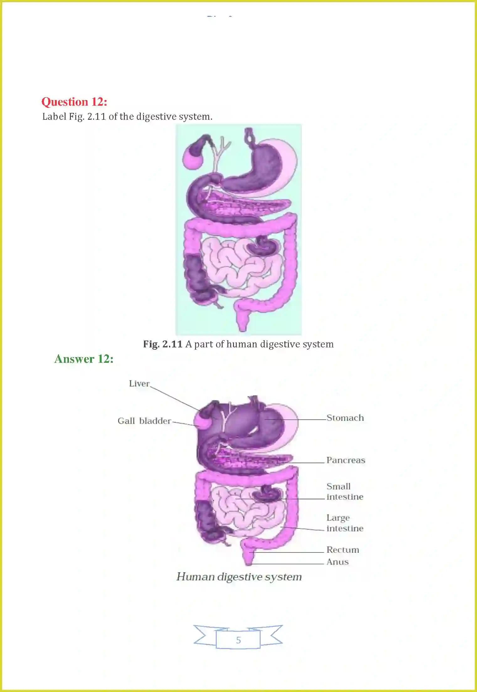 NCERT-Solution-Class-7-Science-Chapter-2-Nutrition-in-Animals-1479-page-5