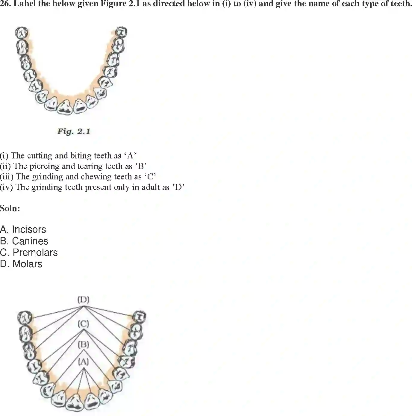 NCERT-Solution-Class-7-Science-Exemplar-Nutrition-in-Animals-Exemplar-3774-page-10
