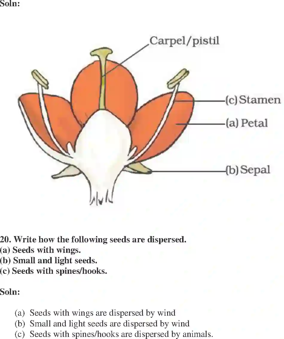 NCERT-Solution-Class-7-Science-Exemplar-Reproduction-in-Plants-Exemplar-1612-page-9
