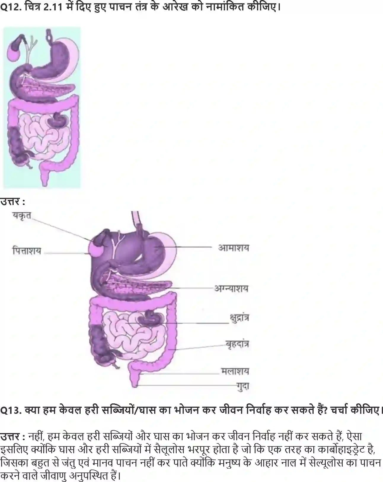 NCERT-Solution-Class-7-विज्ञान-प्राणियों-में-पोषण-5168-page-6