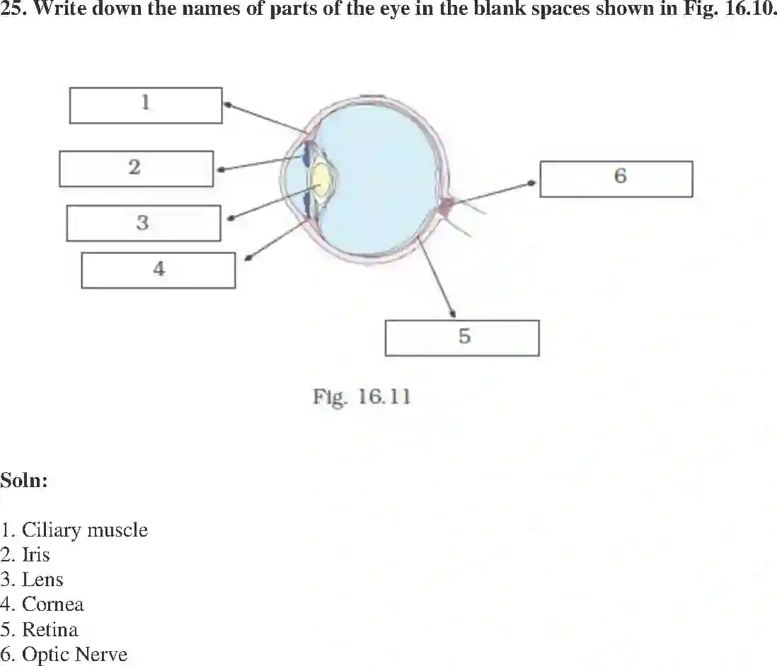NCERT-Solution-Class-8-Science-Exemplar-Light-Exemplar-1460-page-12