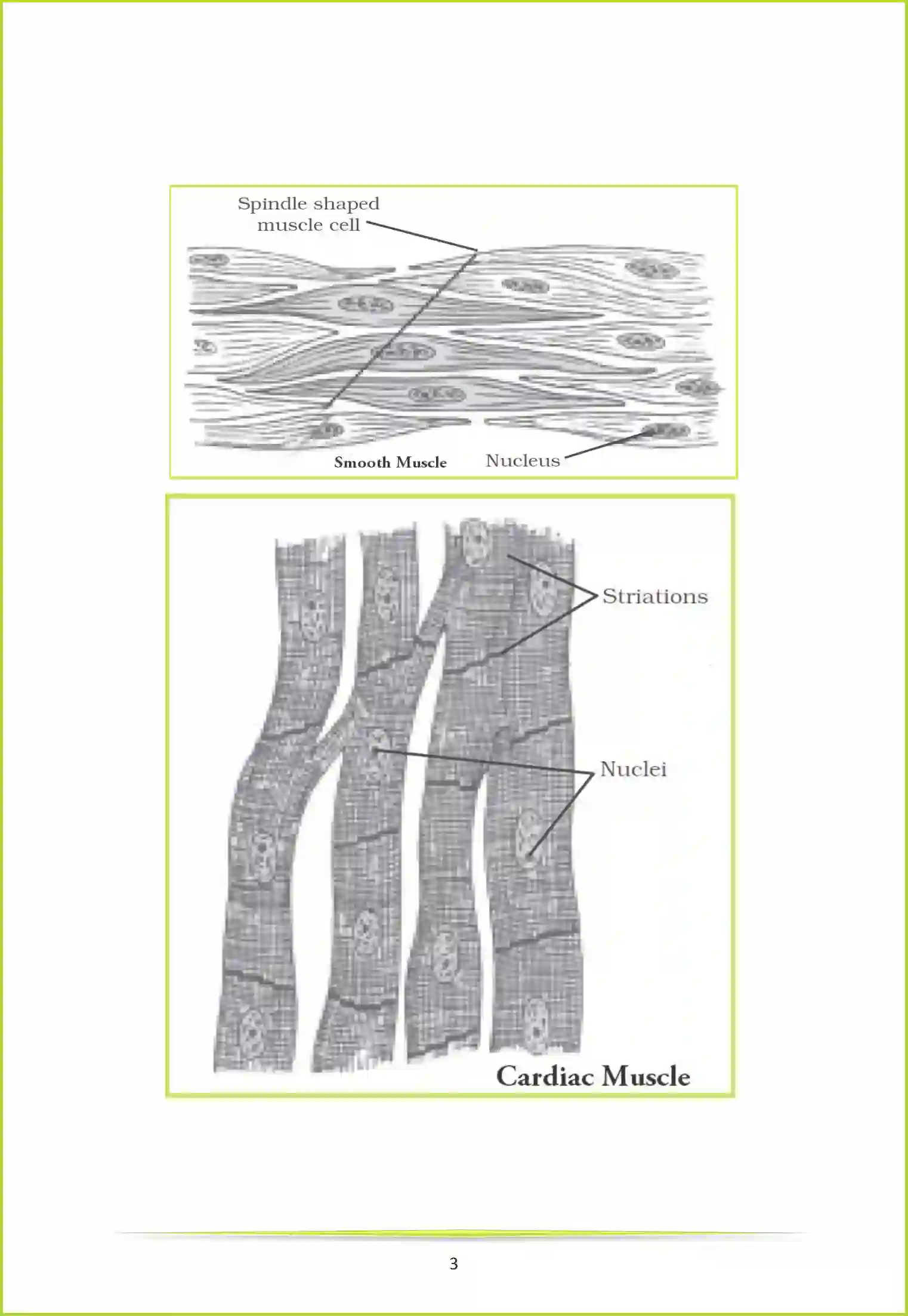 NCERT-Solution-Class-9-Science-Chapter-6-Tissues-3220-page-7